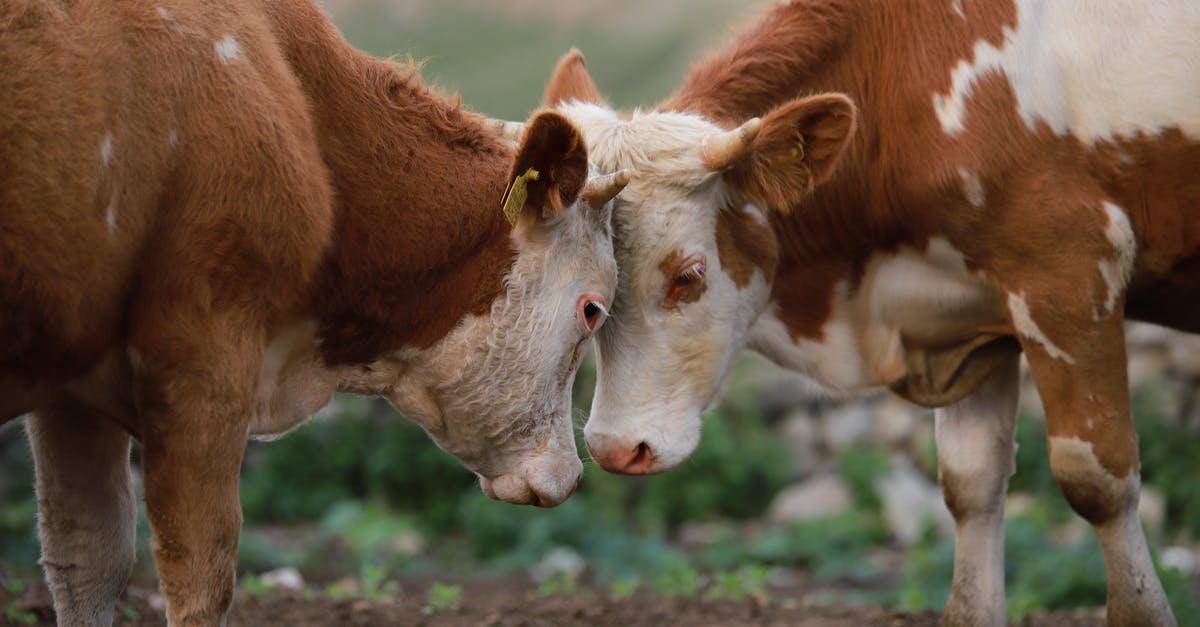 Why are there cows on my spaceship? - Brown and White Cow on Brown Field