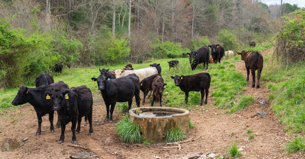 Why are there cows on my spaceship? - Black Cow on Brown Soil