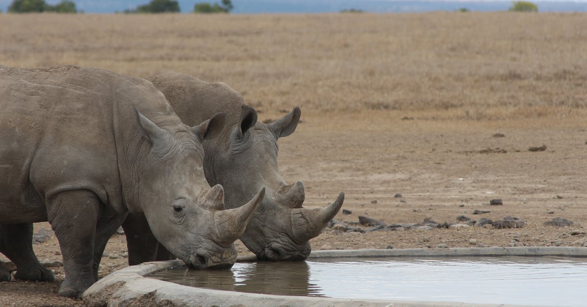 Why can't a hopper deposit into Large Chests? - A Pair of Rhinoceros Drinking Water in a Pond 