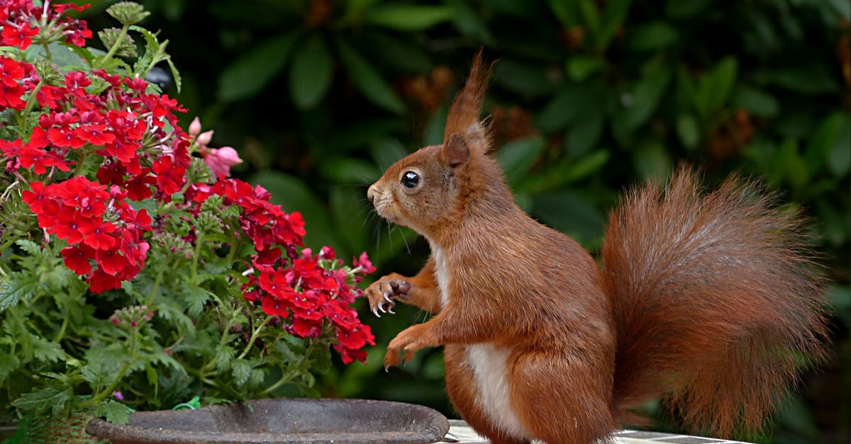 Why do I earn so little xp? - Red Squirrel on Brown Table Top