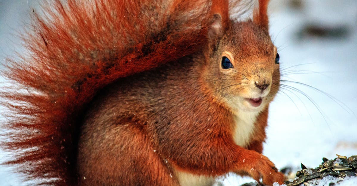 Why do I earn so little xp? - Brown Squirrel Above Snow at Daytime in Selective Focus Photo