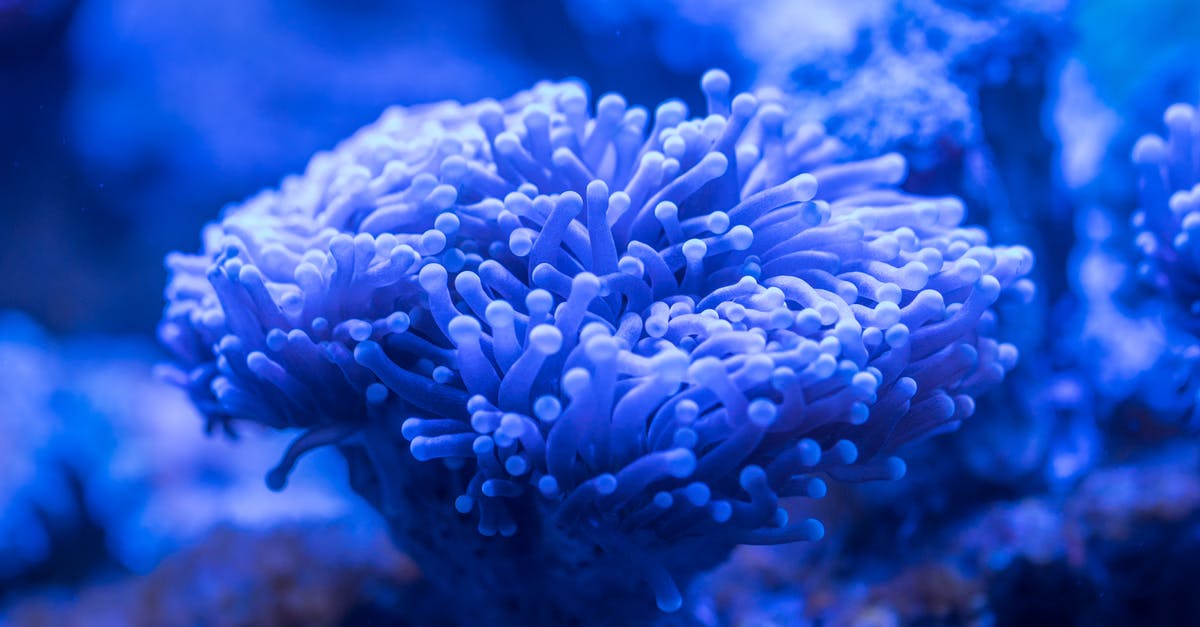 Why do torches light up underwater? - Blue Sea Anemone