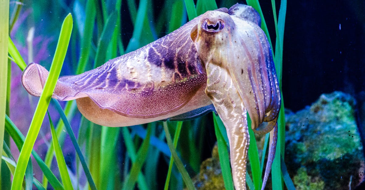 Why does drilling underwater hurt me so much? - Brown and White Fish in Water