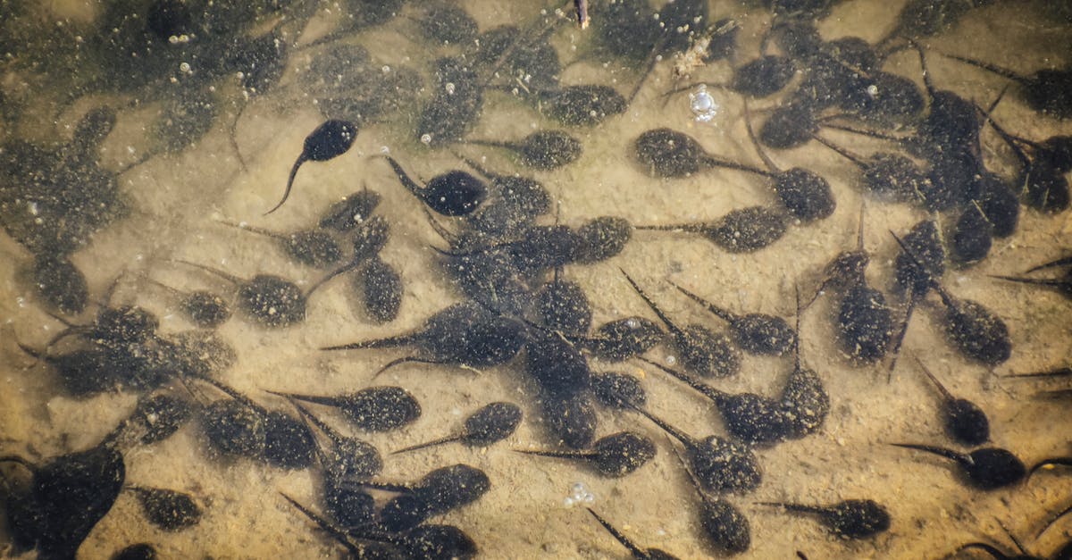 Why does the coop baby for multiplayer magnetize to the bottom right corner? - From above of little frog tadpoles swimming in reservoir with transparent water and sandy bottom Why does the coop baby for multiplayer magnetize to the bottom right corner? - From above of little frog tadpoles swimming in reservoir with transparent water and sandy bottom
