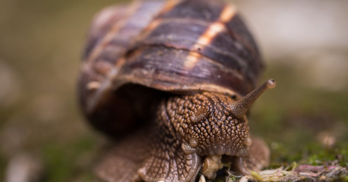 Why won't slime spawn in my slime chunk in the ocean? - Shallow Focus Photography Of Snail