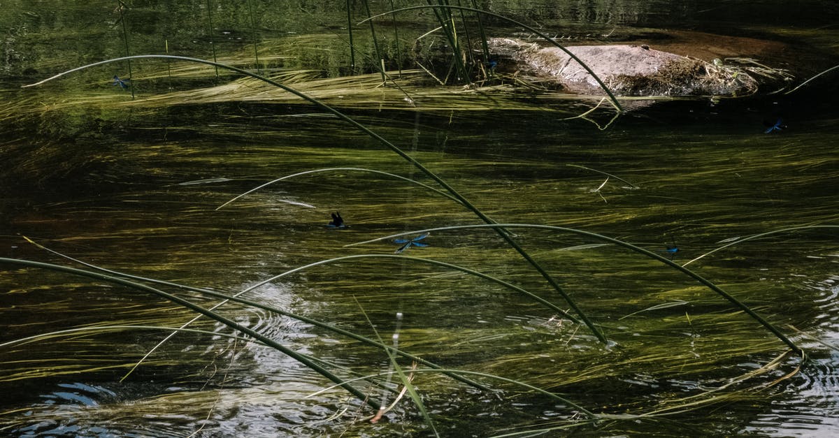 Why won't slime spawn in my slime chunk in the ocean? - Green Grass on Body of Water