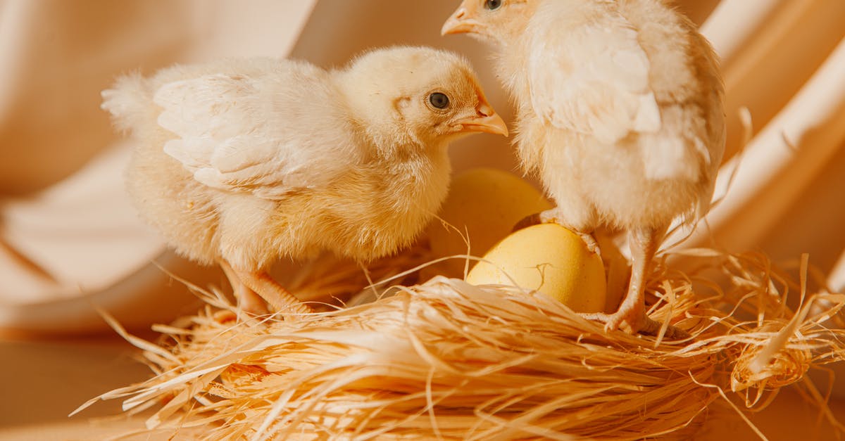 Will an egg-laying animal lay eggs in a forbidden nest? - White Chicks on Brown Nest