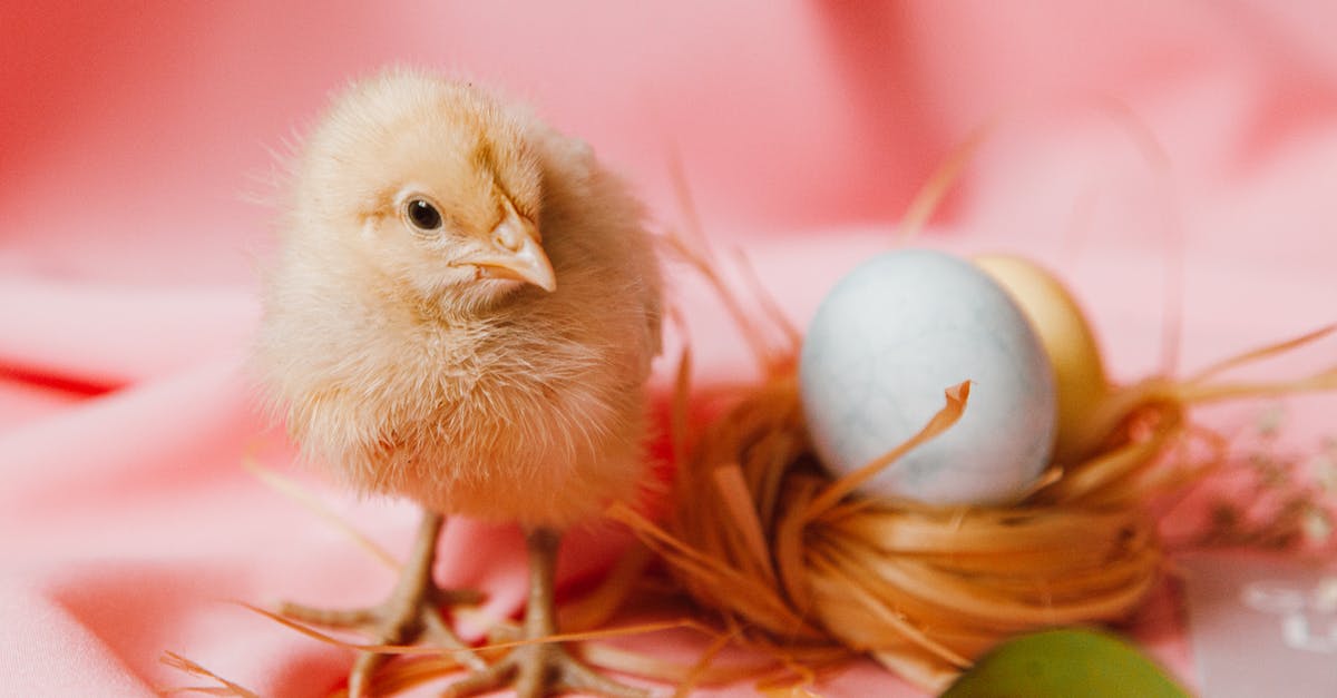 Will an egg-laying animal lay eggs in a forbidden nest? - A Chick And Eggs On A Nest