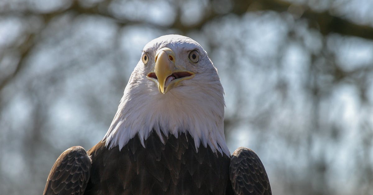Will N'Zoth the corrupter re-summon an Unearthed Raptor? - Brown and White Eagle in Tilt Shift Lens Will N'Zoth the corrupter re-summon an Unearthed Raptor? - Brown and White Eagle in Tilt Shift Lens
