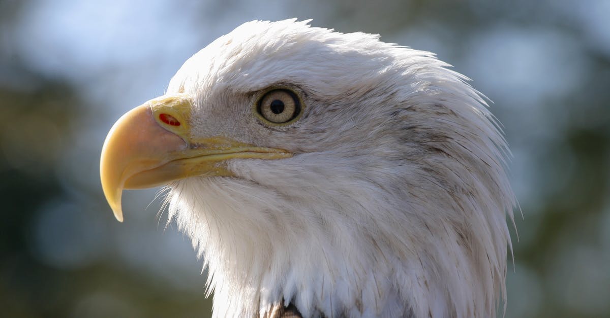 Will N'Zoth the corrupter re-summon an Unearthed Raptor? - White and Brown Eagle in Close Up Photography Will N'Zoth the corrupter re-summon an Unearthed Raptor? - White and Brown Eagle in Close Up Photography