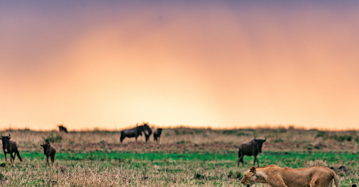 Witcher 3 The Wild Hunt won't install: Not enough disk space - Lioness lion preparing to attack African antelopes under sundown sky