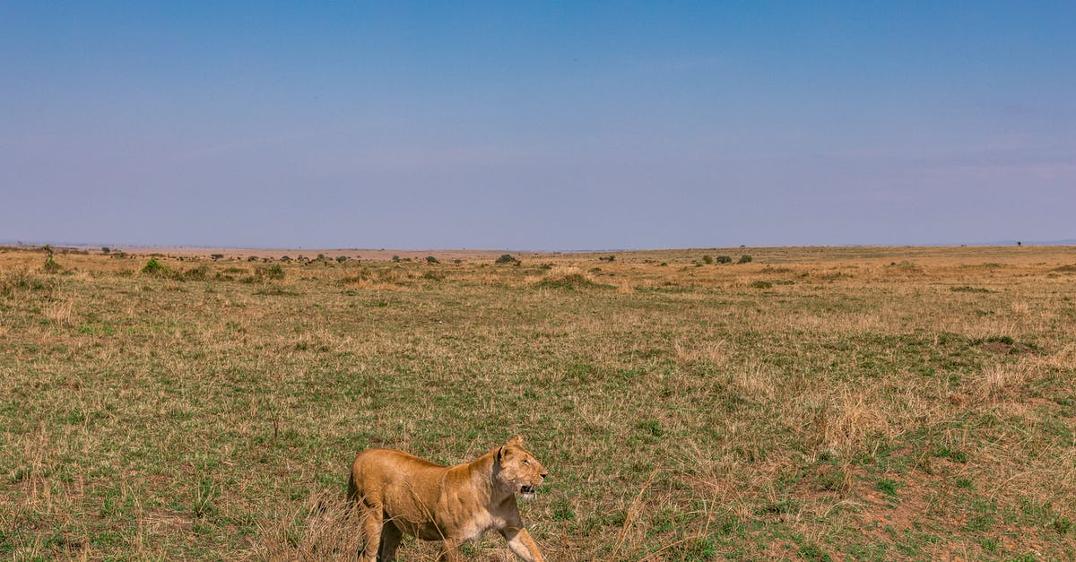 Witcher 3 The Wild Hunt won't install: Not enough disk space - Side view of calm attentive lioness walking on dry grassy terrain while hunting in African savanna against cloudless blue sky